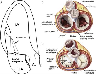 Mitral Regurgitation: Anatomy, Physiology, and Pathophysiology—Lessons Learned From Surgery and Cardiac Imaging